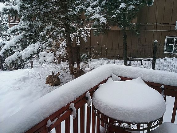 Wildlife opportunities 