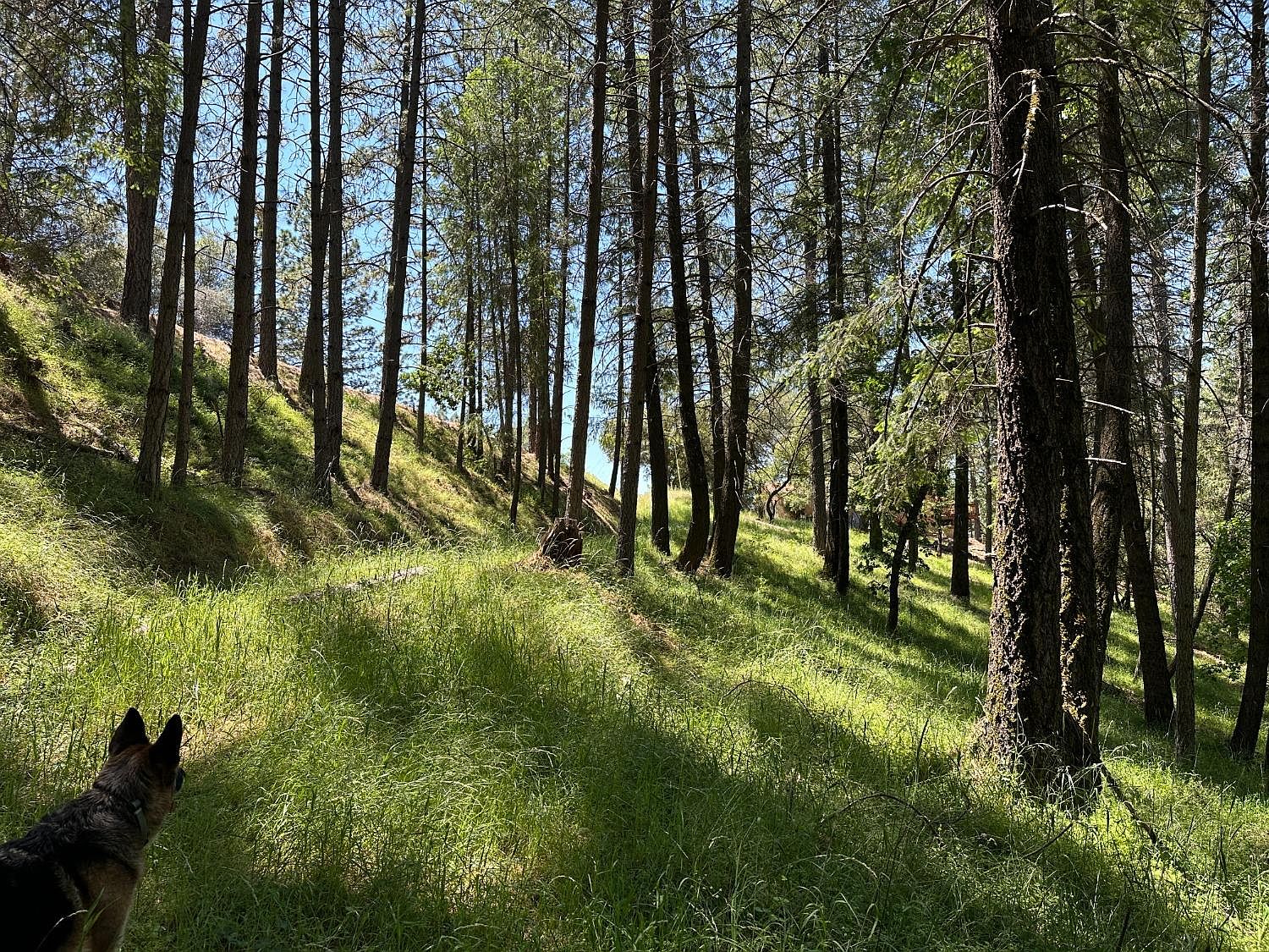 2663 Sweetwater Trl, Cool, CA 95614 | MLS #225084216 | Zillow