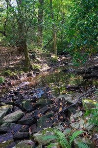 2A N Lula Forrest Trl, Rising Fawn, GA, 30738