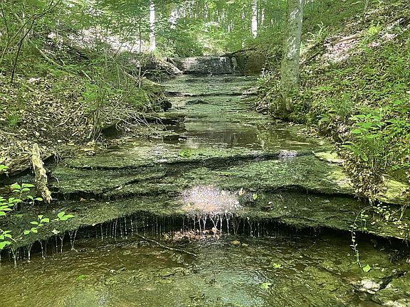 5th image of 7506 Ivorybill Ln