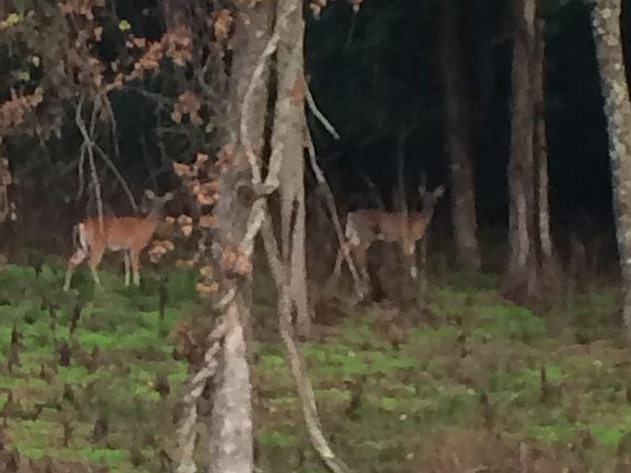 Wildlife