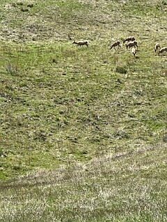 Wildlife migrating right in your backyard.