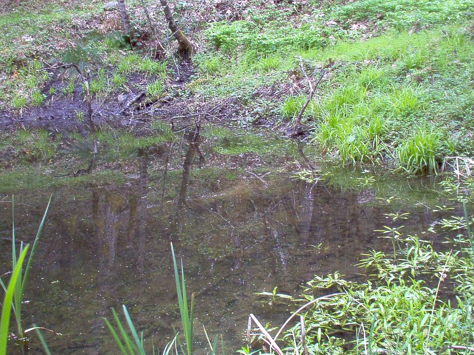 spring fed pond above house