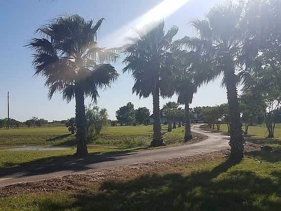 Beuatiful palm trees 