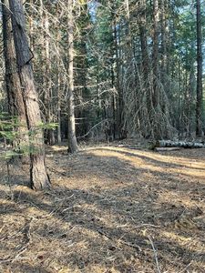 Shenandoah Dr, Shingletown, CA, 96088