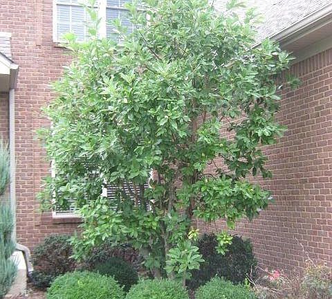 5th image of 309 Ironwood Cir