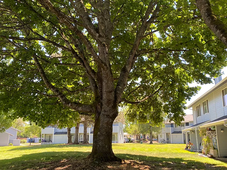 The Park Apartments — Photo 7