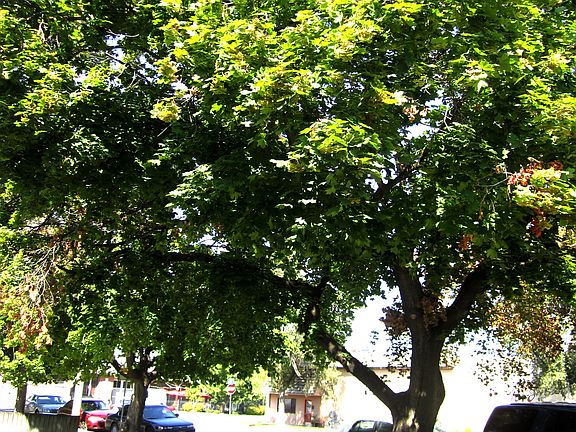 Mature Trees