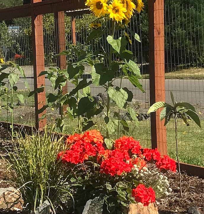 Elk-Safe Fenced Yard