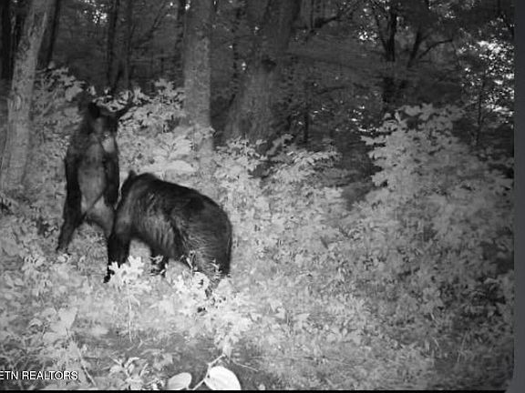 2nd image of 100 Knot Hole Rd