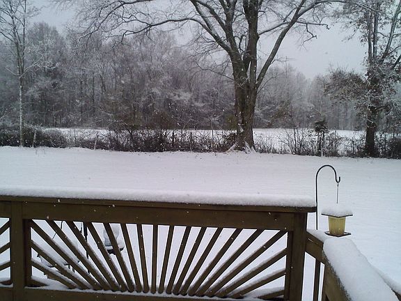Back yard (grass & trees)
