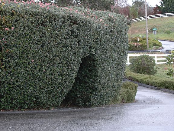 Driveway Landscaping