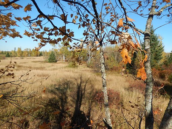 half wooded half field