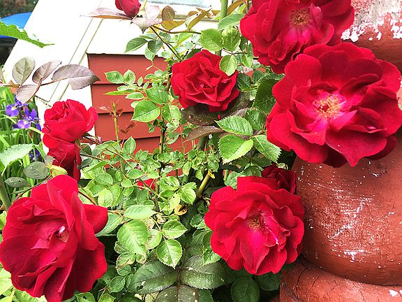 Rose bush by the front door