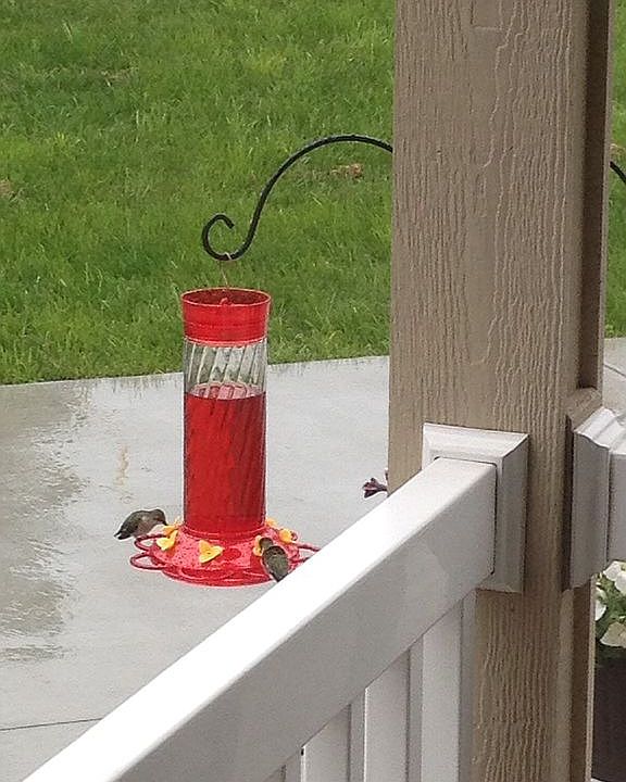 Hummingbirds