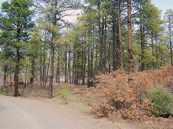 3rd image of 2612 Bull Elk Place