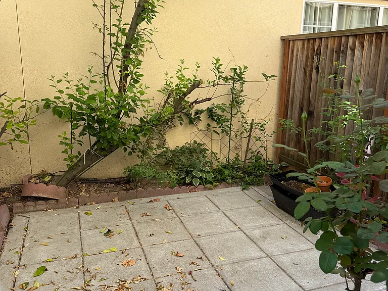 Side yard attached to kitchen (has apple and orange trees)
