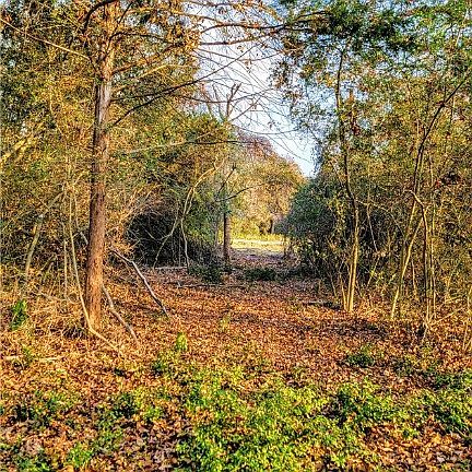 5th image of 35 Yorkshire Trl