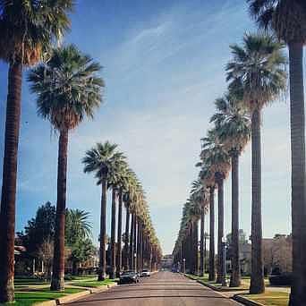 Famous Palm Tree Lined Street in Downtown