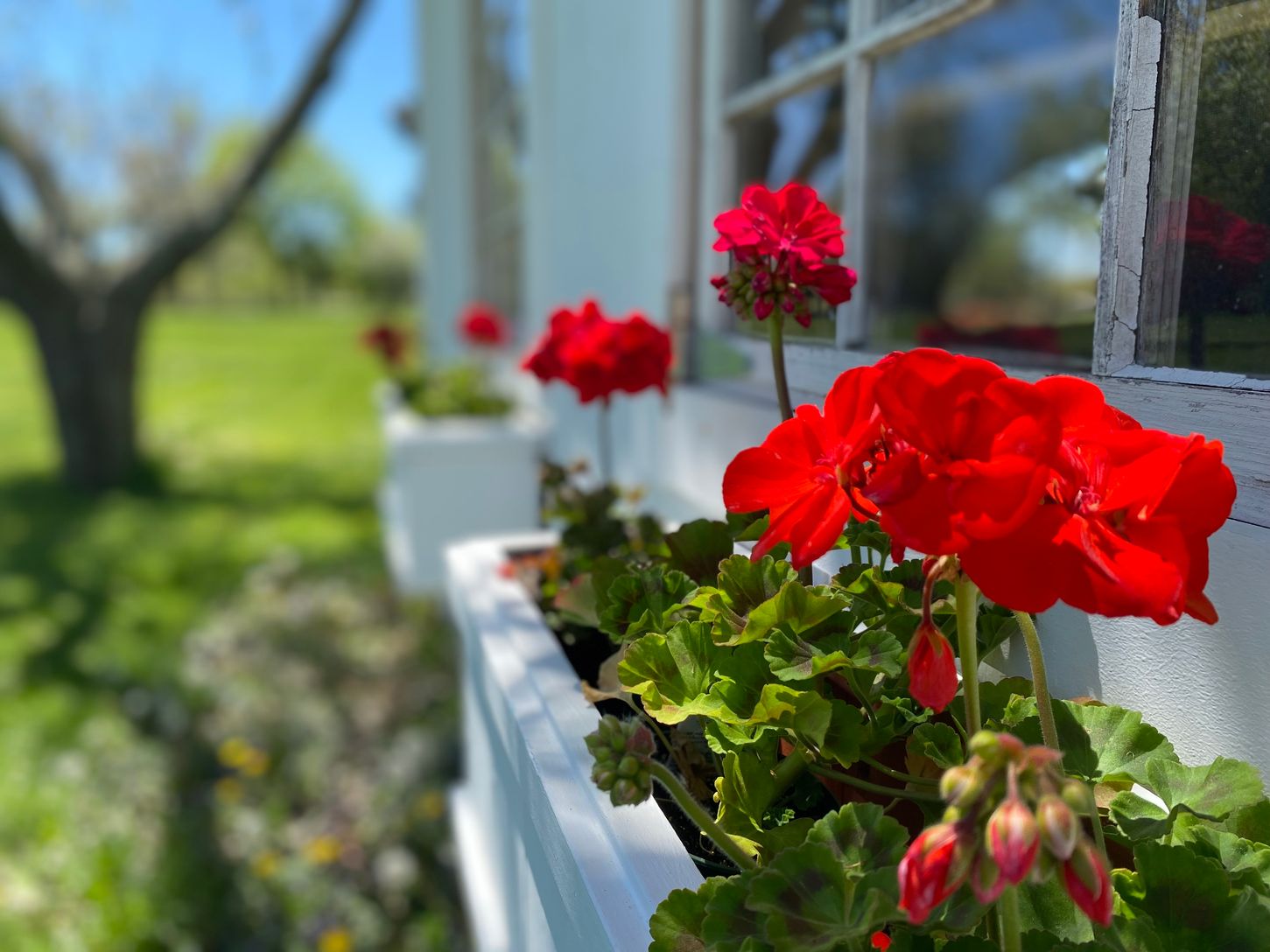  Flower Boxes off Summer Art Studio