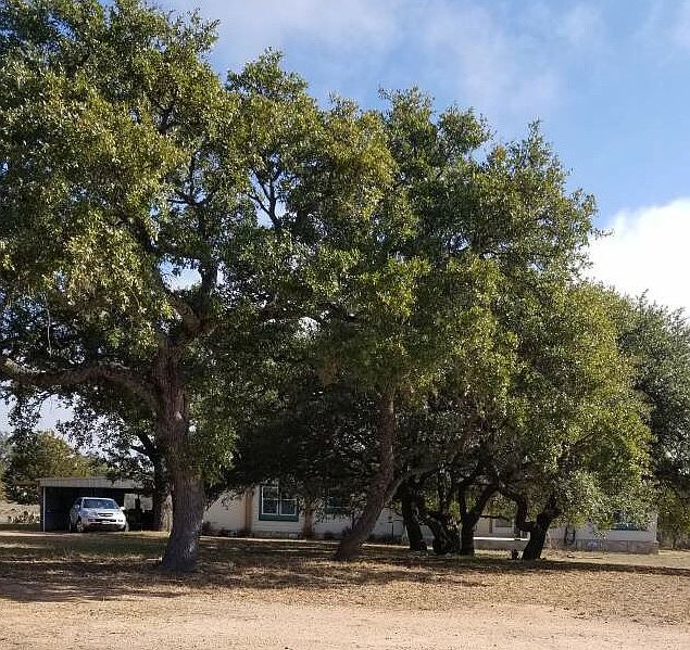 Beautiful oak trees