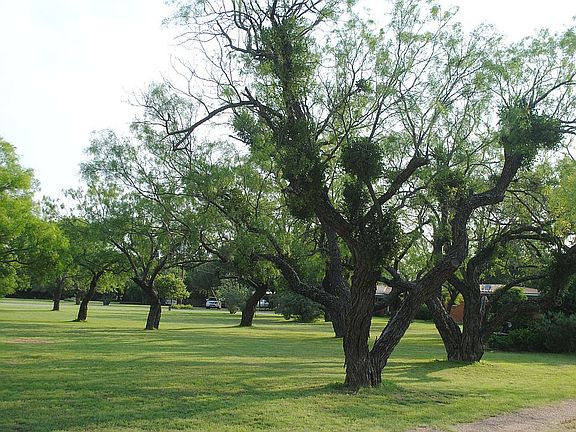Front  yard