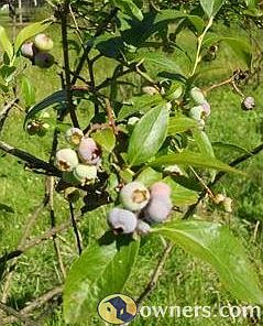 80 mature blueberry plants