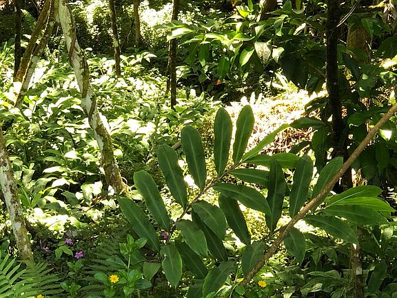 5th image of Puni Lani Loop S Lot 1723