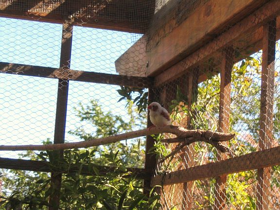 Aviary