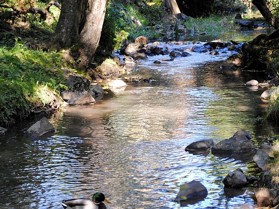 Creek