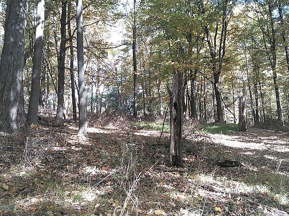 Woods center of Meadow