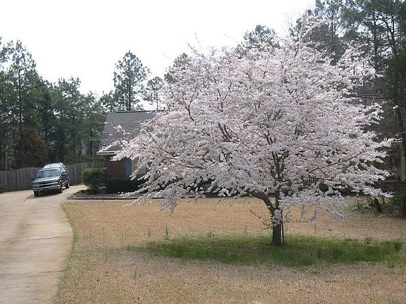 Cherry tree at front