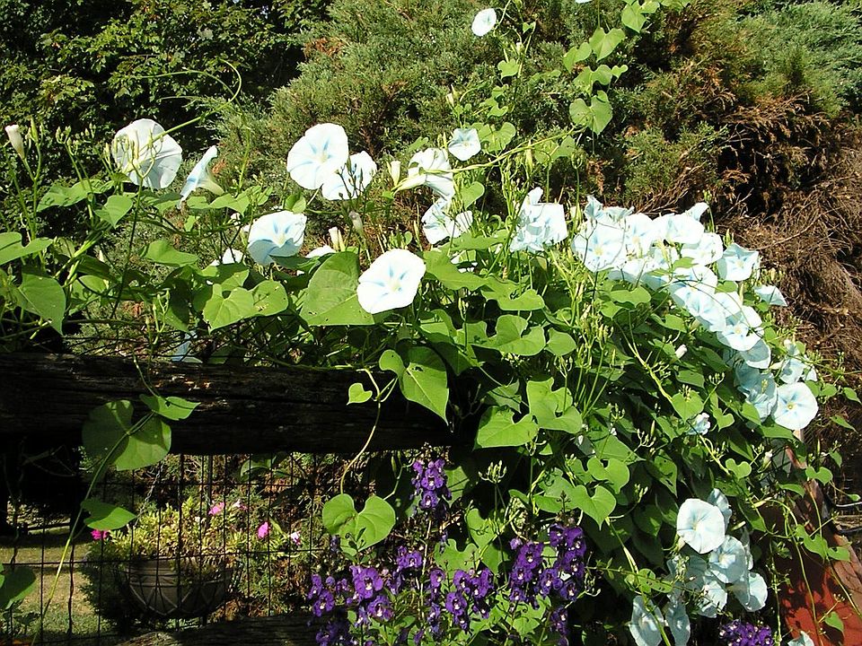 Summer Morning glories