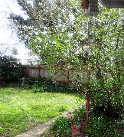Back yard