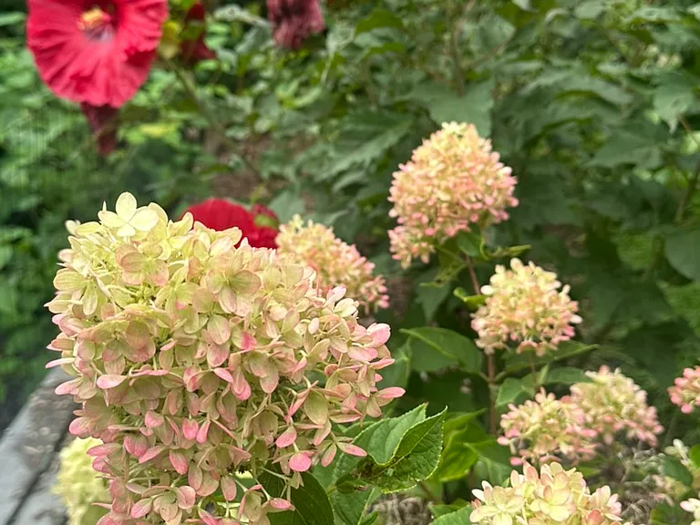 262 Linderman Ave — Photo 27