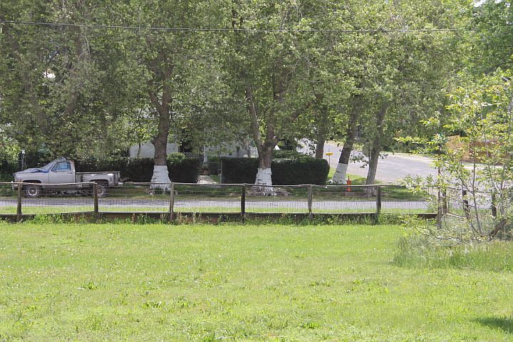 1st image of PARCEL Pine And Laurel #B