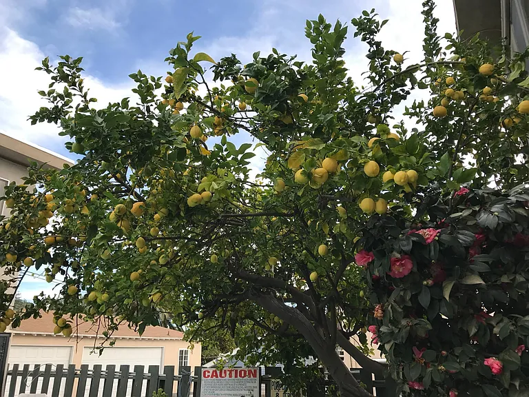 Sunshine Citrus Bonus! Free Organic Lemons from courtyard included !