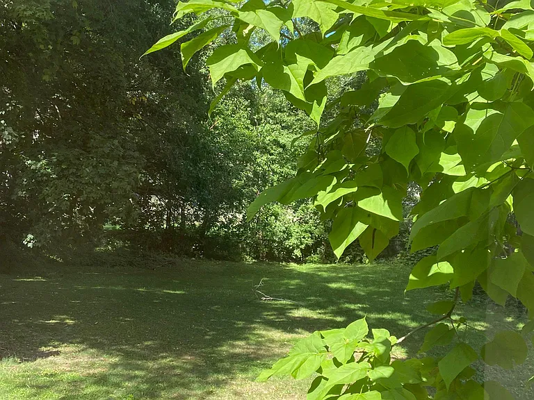 View of backyard
