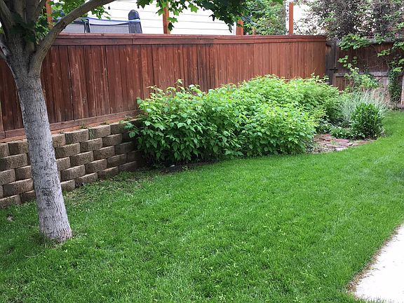 current state of back yard with raspberry patch