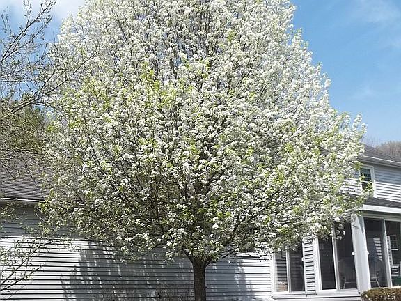 Spring Blooms on Pear Tree