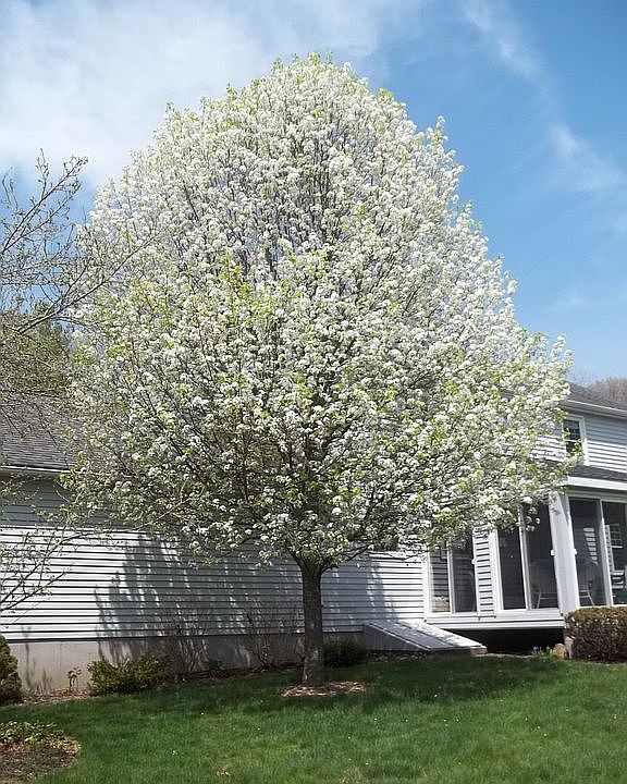 Spring Blooms on Pear Tree