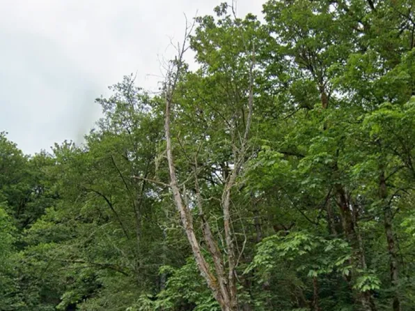 8 XX 201st Avenue SE, Sammamish, WA 98075