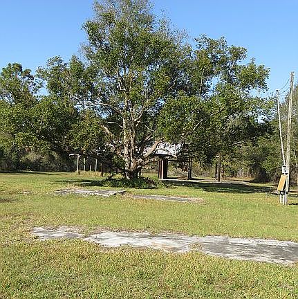 Large Tree - Middle Front 