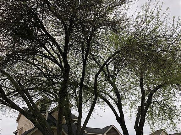 3rd image of 3130 Hollow Creek Dr
