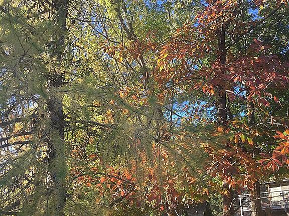5th image of 37 Mores Creek Cir
