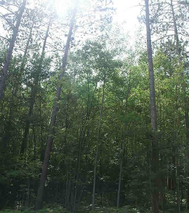 2nd image of Lot 7 Spider Lake Rd