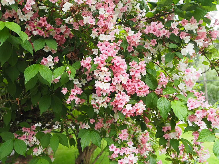 Flowering tree outside back door.