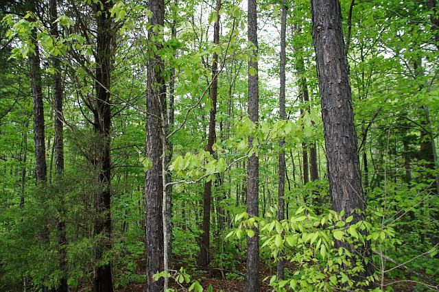2nd image of State Shed Rd