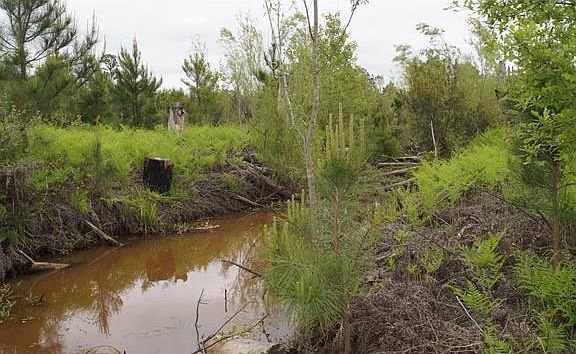 To wide to jump across. This creek is fairly deep in parts. There are several dead falls to walk acr