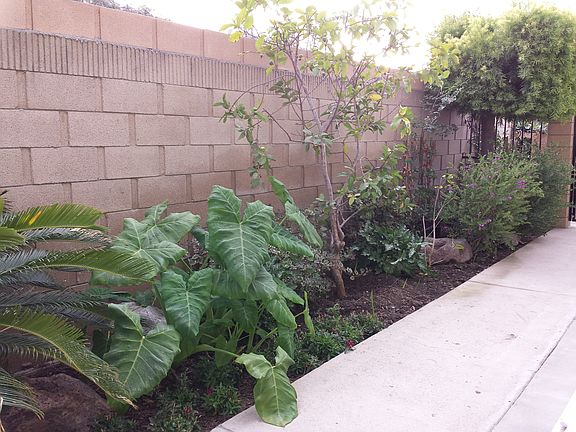 Side Yard from Kitchen